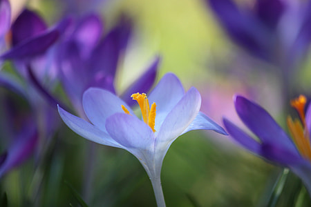 shallow focus photography of purple flower thumbnail