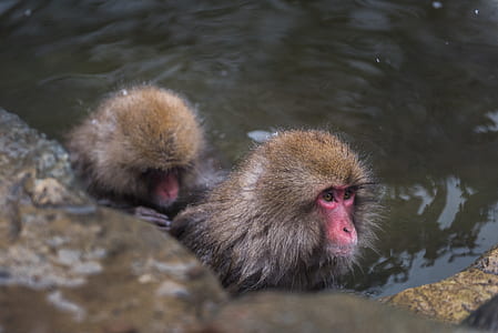 two brown monkey on body of water thumbnail