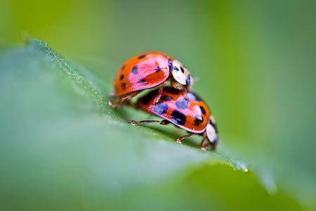selective focus photography of mating ladybugs on green leaf thumbnail
