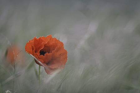 selective focus photography of red poppy flower thumbnail
