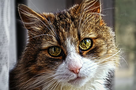 selective focus photography of brown and black cat thumbnail