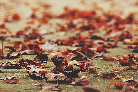macro shot of dried leaves thumbnail