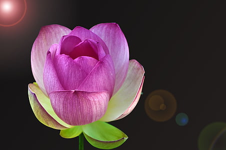 photo of purple petaled flowers thumbnail
