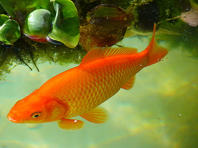 orange fish thumbnail