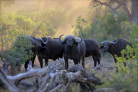 Herd of Black Water Buffaloes thumbnail