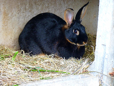 black and brown rabbit laying on grass near wall thumbnail