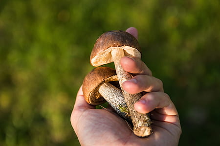 hand, mushrooms, fungus, natural thumbnail