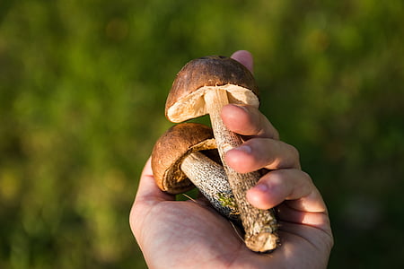 person holding two brown mushrooms thumbnail