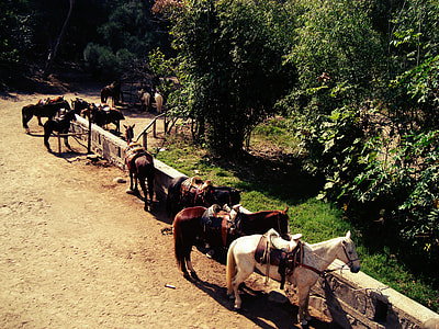 several horses near tree thumbnail