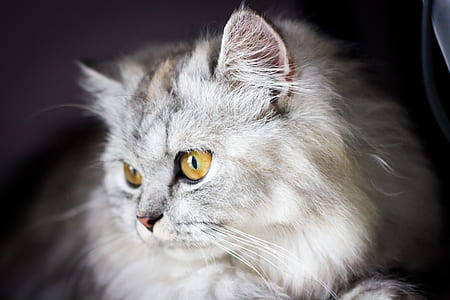 focal focus photography of white grumpy cat thumbnail