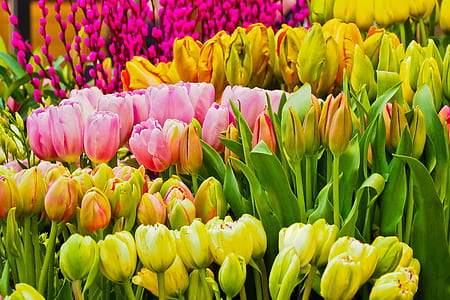 assorted-color tulip flowers thumbnail