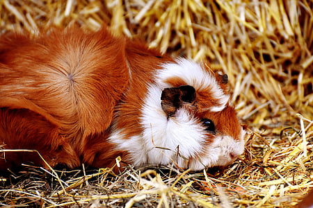 white and red animal on brown grass thumbnail