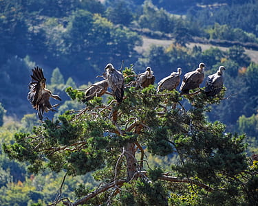 flock of birds on tree trunk thumbnail