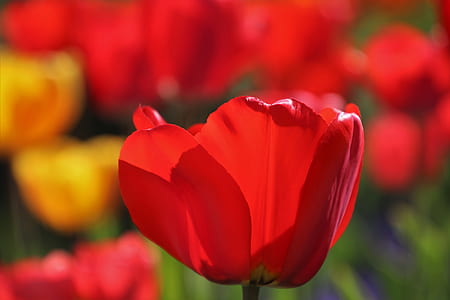 red petaled flower selective focus photography thumbnail
