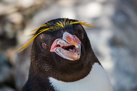 shallow focus photo of penguin thumbnail