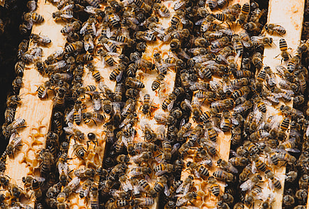 honey bees making honey comb thumbnail