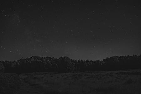 trees under starry night thumbnail
