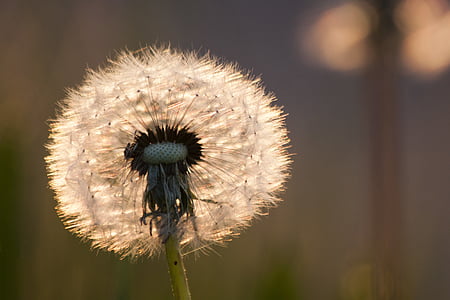 shallow focus photography of dandelions thumbnail