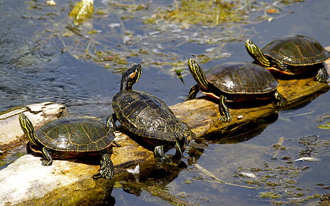 four black-and-yellow turtles on driftwood surrounded by body of water thumbnail
