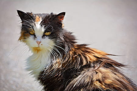 tilt shift lens photography calico cat thumbnail
