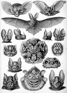 15 bat sketch thumbnail