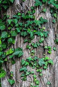 green leaves in gray tree trunk thumbnail