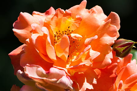 closeup photo of orange petaled flower thumbnail