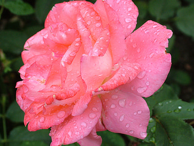 pink rose flower in close up photography thumbnail