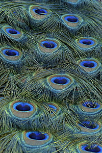 Peacock feather thumbnail
