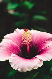 selective focus photography of pink Germanium flower thumbnail