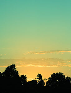 silhouette of trees and trees thumbnail