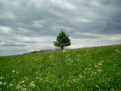 tree in the middle of grass field thumbnail