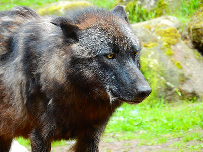closeup photo of black and brown wolf thumbnail
