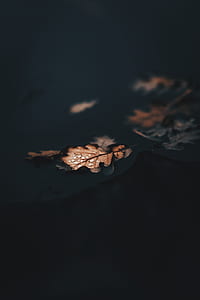 selective focus photography of leaves floating on water thumbnail