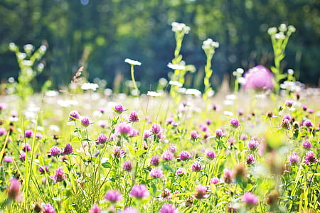 purple petaled flowers thumbnail