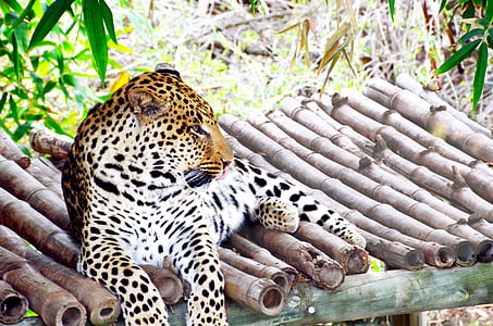 brown cheetah on brown bamboo surface thumbnail