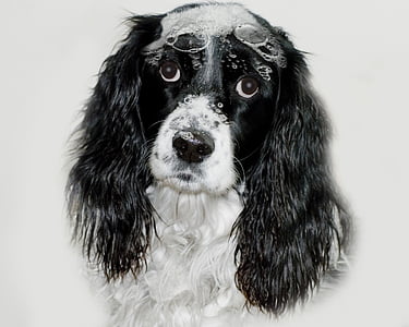 close-up photo of black and white Cavalier King Charles thumbnail