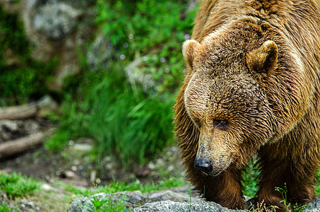 brown grizzle bear stands near grass field at daytime thumbnail