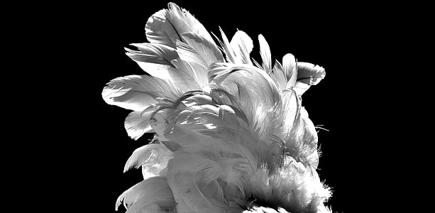 white feathers thumbnail
