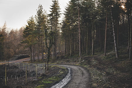 pathway between pine trees thumbnail