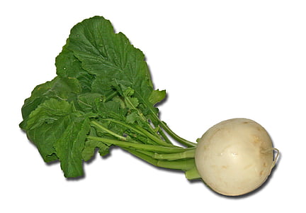 fennel vegetable thumbnail