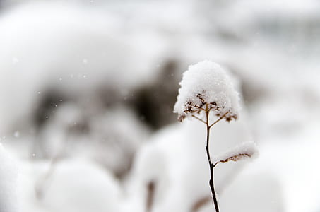selective focus photo of snow on plant thumbnail
