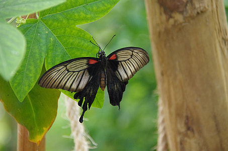 Butterfly, Butterlfy Park thumbnail