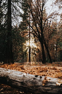 tall trees under white sky thumbnail