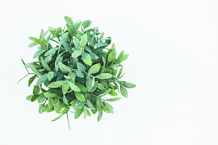 basil leaves thumbnail