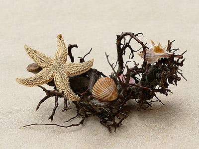 star fish and sea shells thumbnail