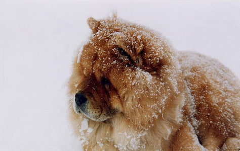 adult tan chow chow on snow thumbnail