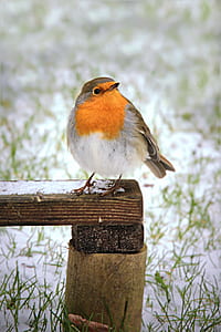 small bird perched on the wooden panel thumbnail