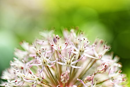 macro photography of white flowers thumbnail