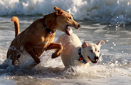 brown and white dogs in the body of water thumbnail